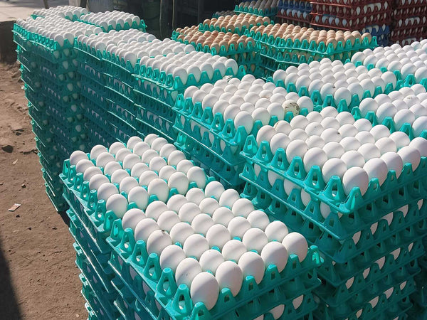 Jaiswal Egg Center – Fresh Eggs in Gaurella