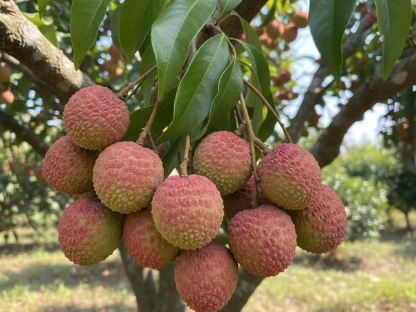 Lychee fruit on tree