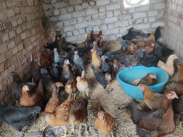 Desi Murgi Farm – GPM Bazaar Parasi (Optimized Square)