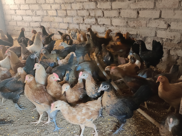 Desi Poultry Farm Gallery Image 2 – Parasi Chhattisgarh (Optimized Square)